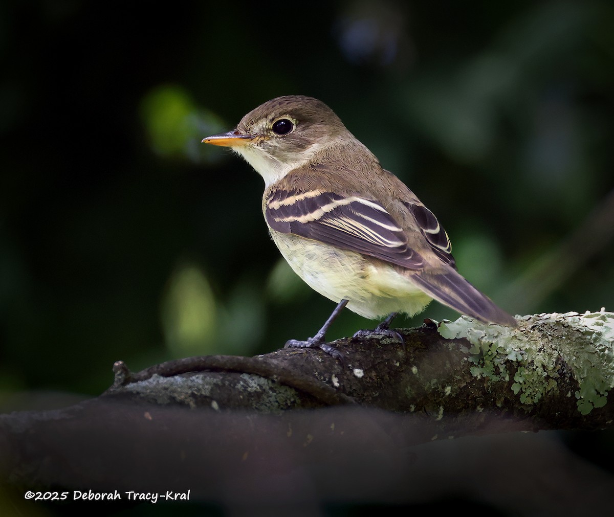 Eastern Wood-Pewee - ML641075701