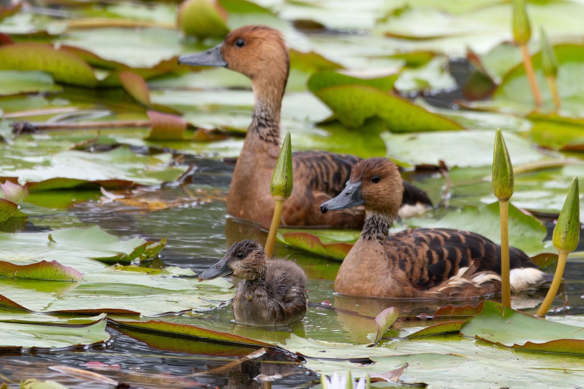 Fulvous Whistling-Duck - ML641075718
