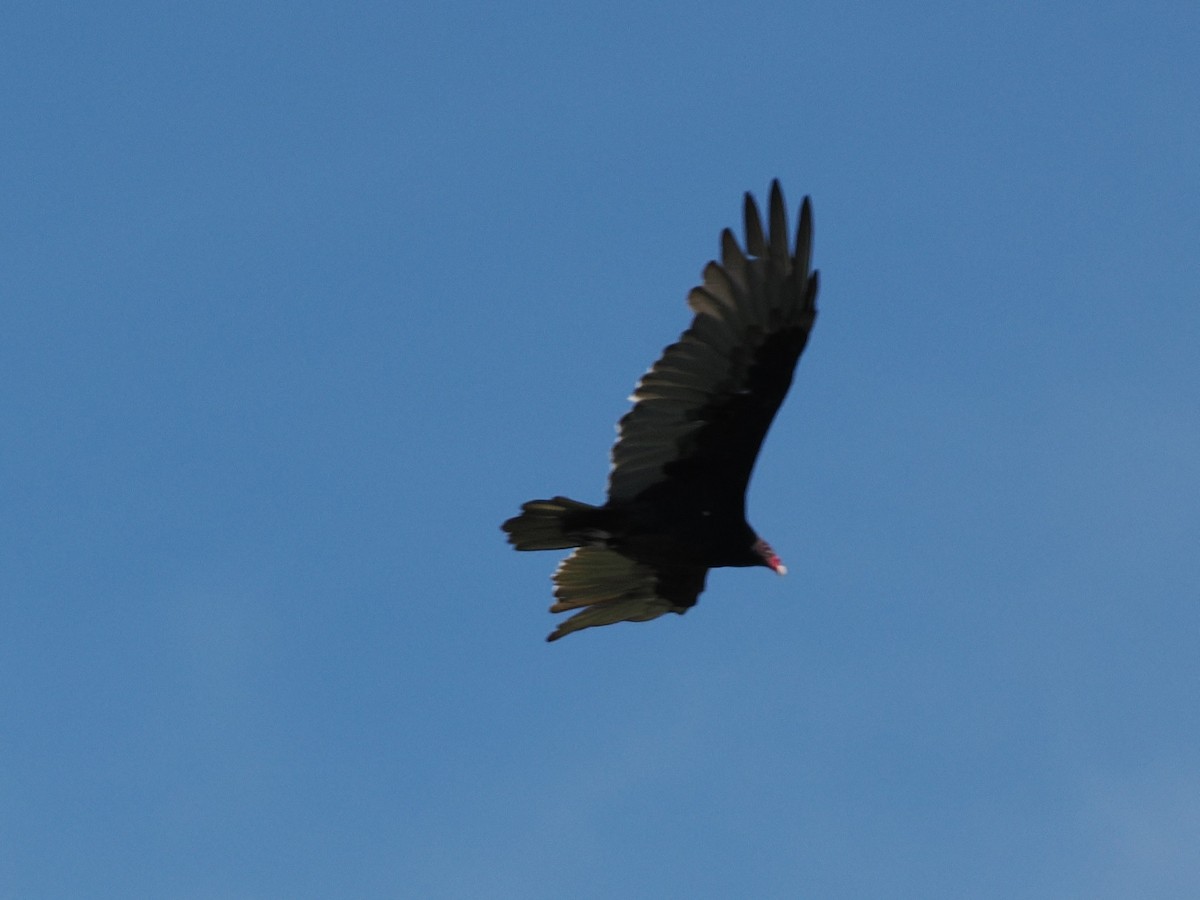 Turkey Vulture - ML641075719