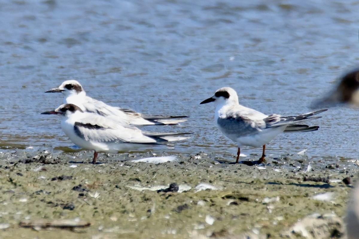 Forster's Tern - ML641075737