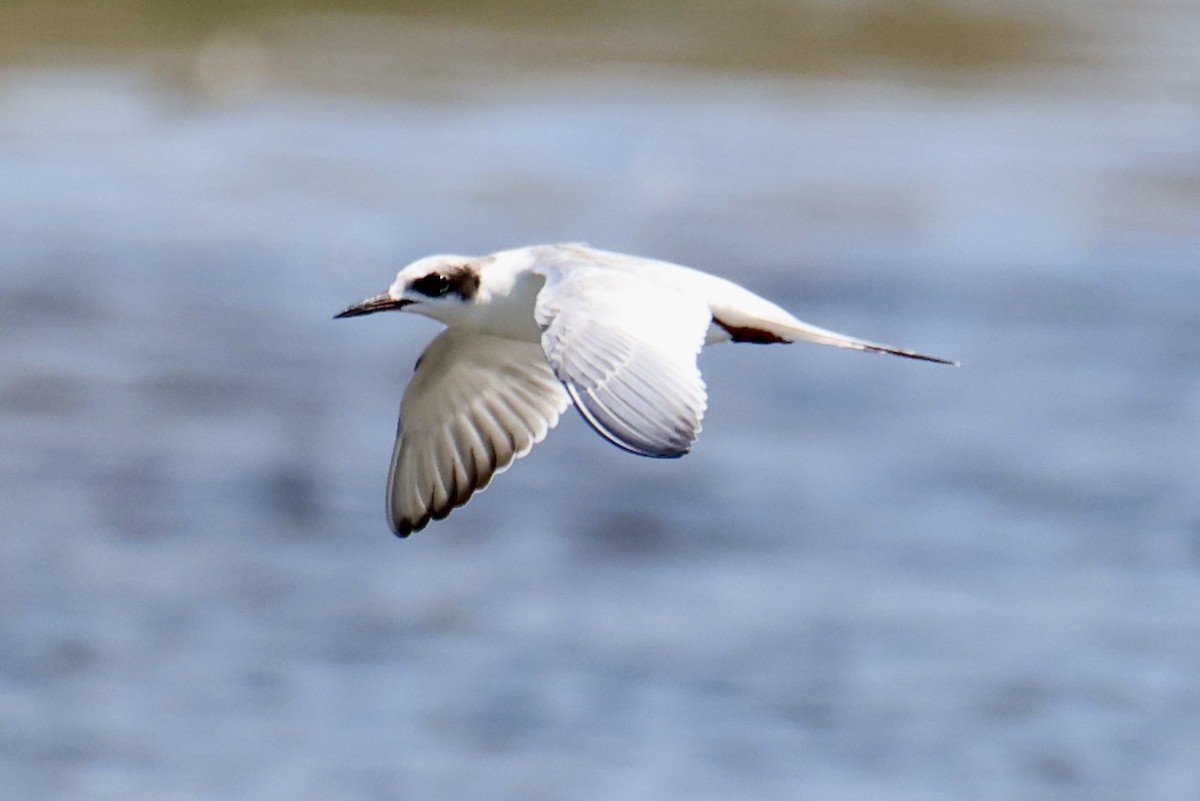 Forster's Tern - ML641075738