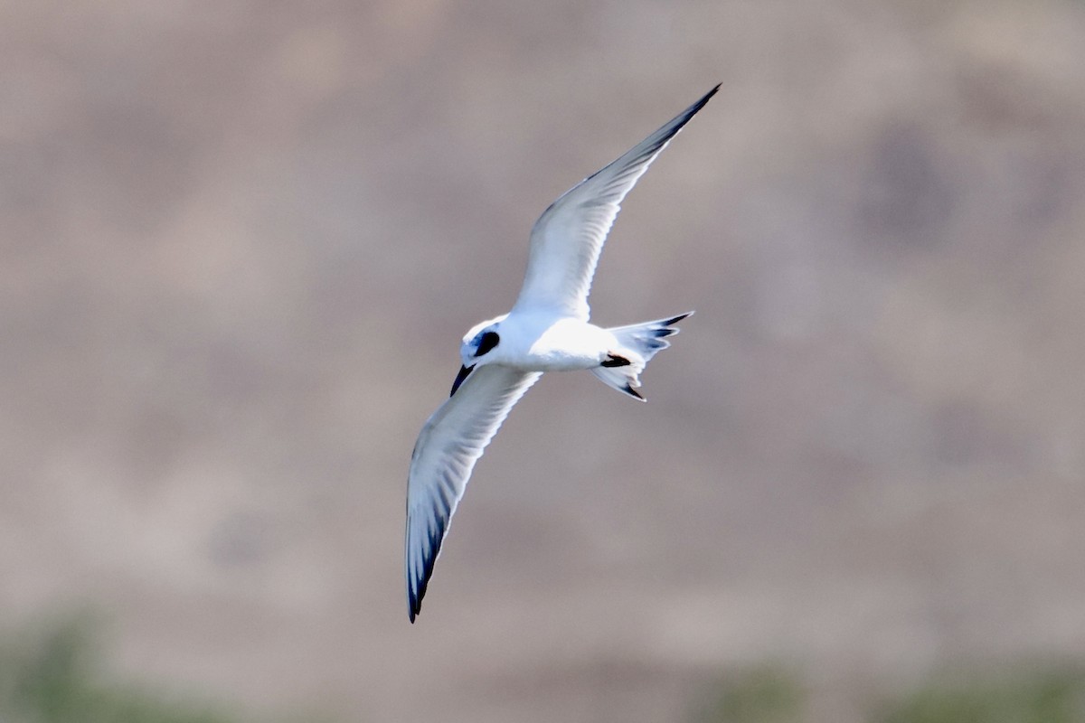 Forster's Tern - ML641075739