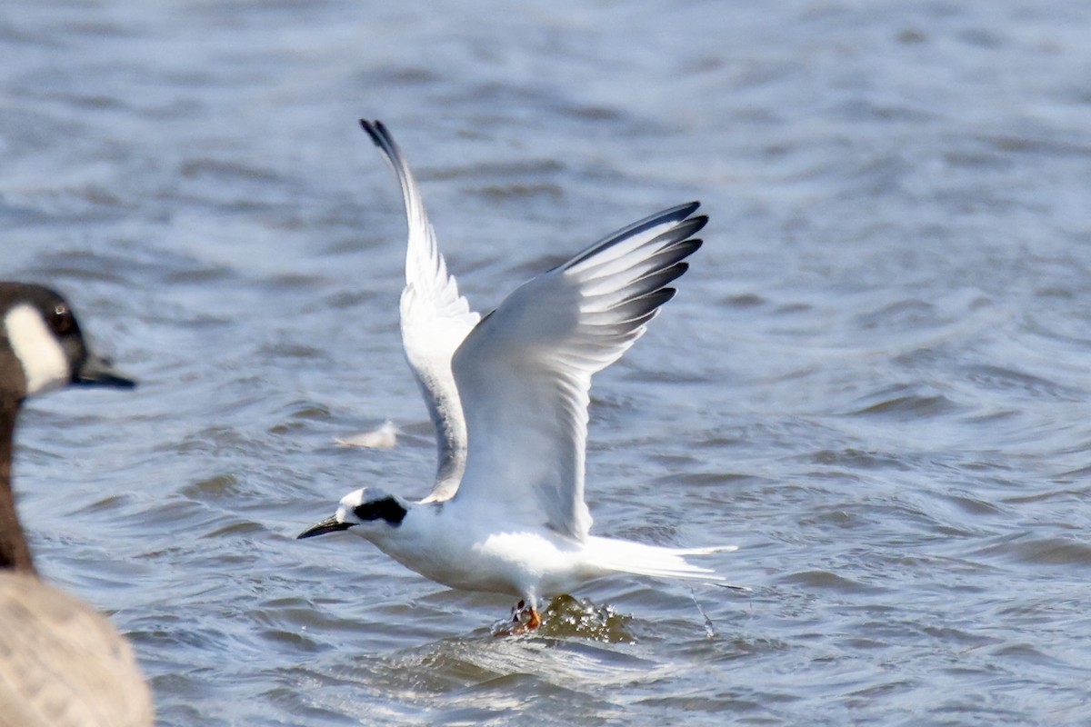Forster's Tern - ML641075740