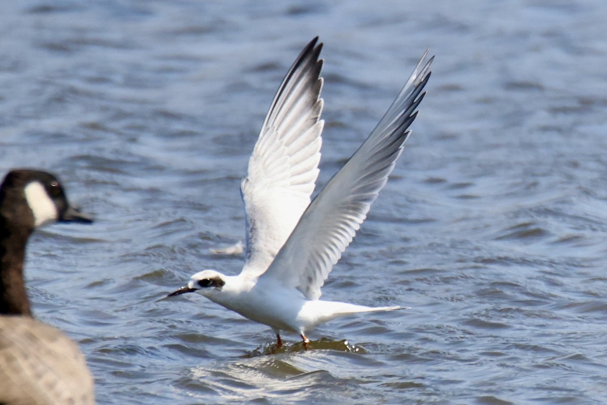 Forster's Tern - ML641075741