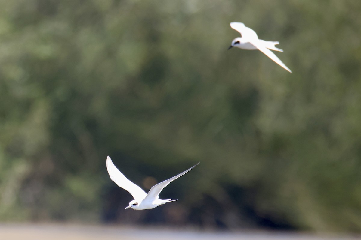 Forster's Tern - ML641075742