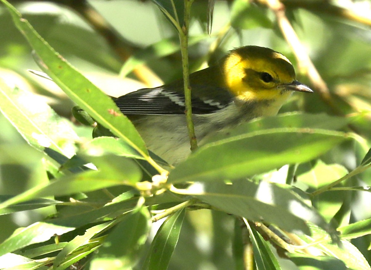 Grünmantel-Waldsänger - ML641075766