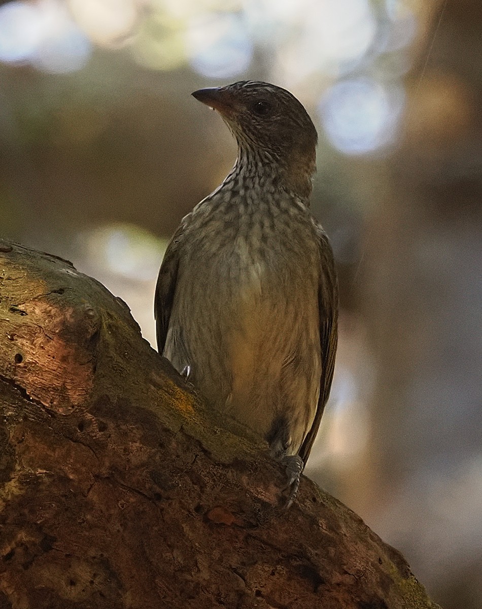 Scaly-throated Honeyguide - ML641075778