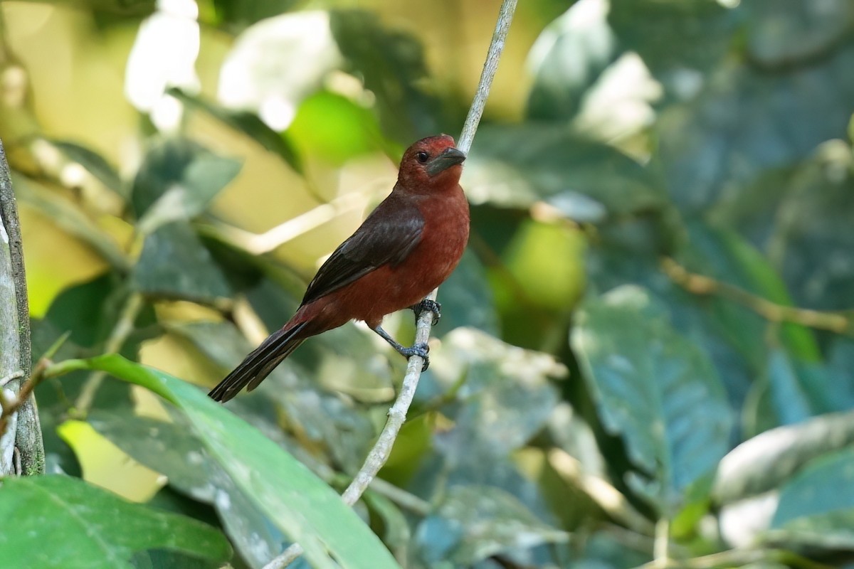 Silver-beaked Tanager - ML641075815