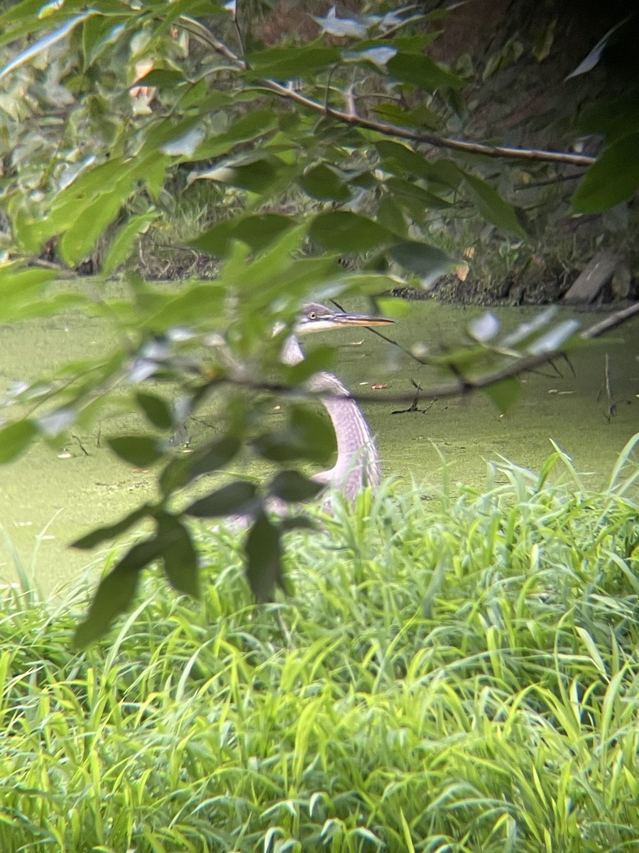 Great Blue Heron - ML641075825