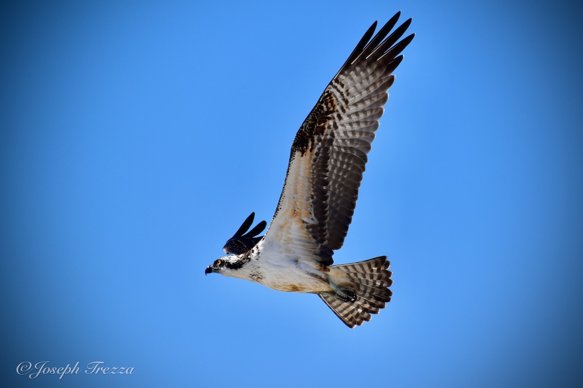 Osprey (American) - ML641075844
