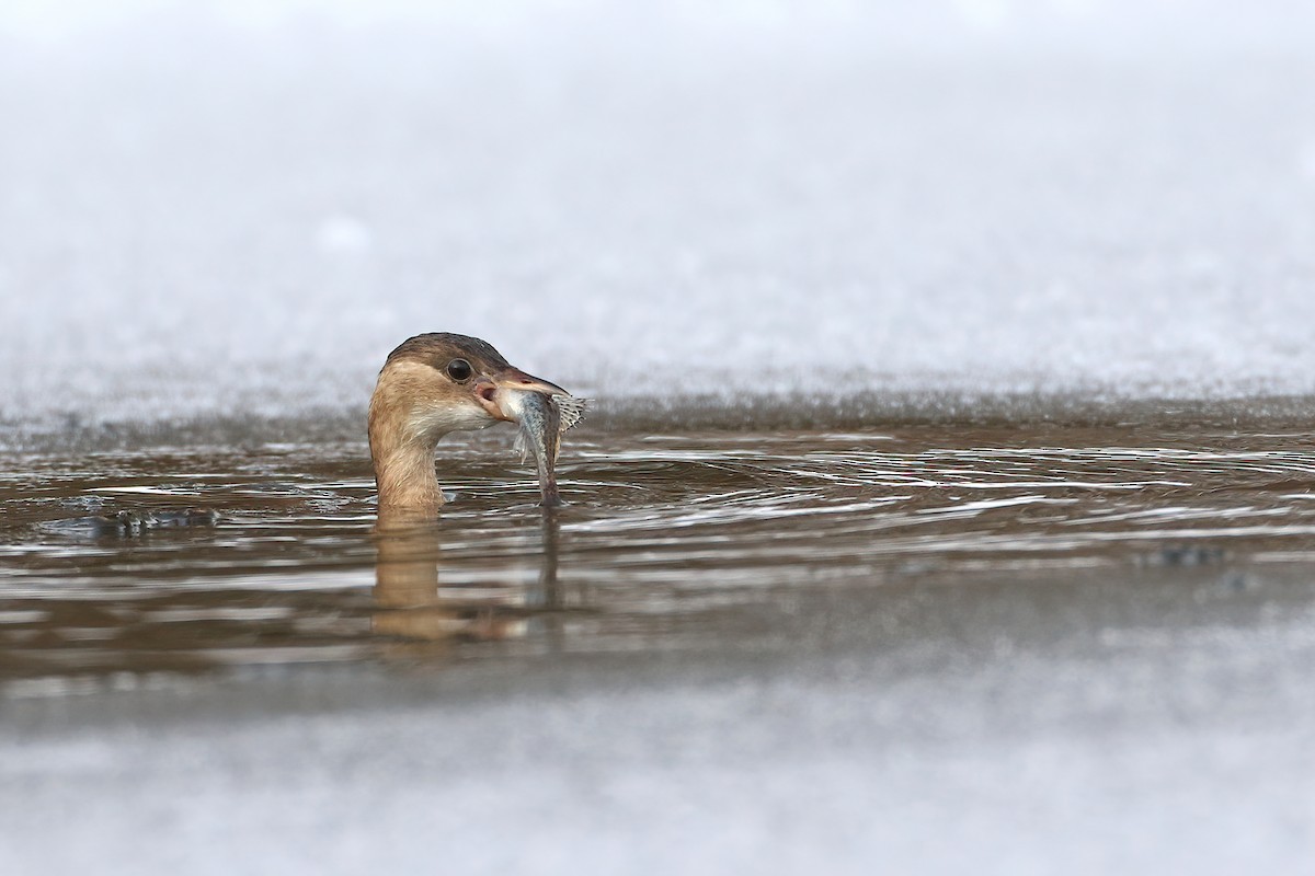 Little Grebe - ML641075851