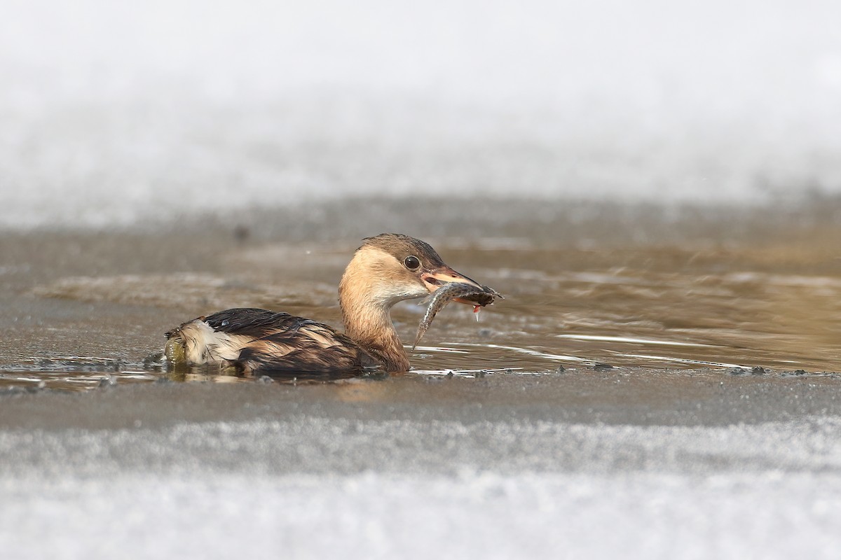 Little Grebe - ML641075852