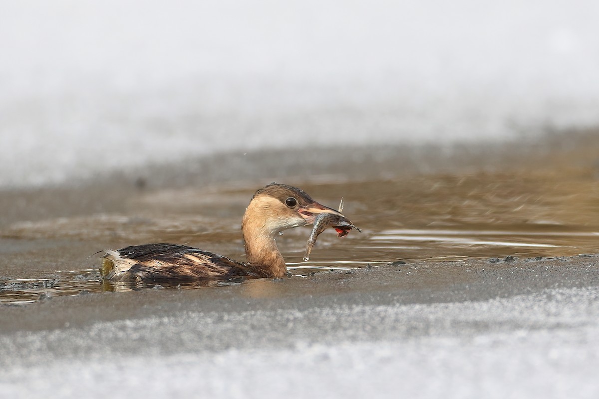 Little Grebe - ML641075853
