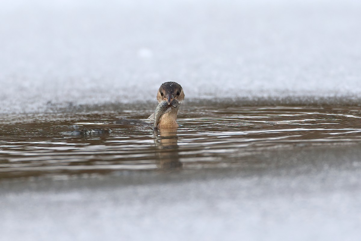 Little Grebe - ML641075854