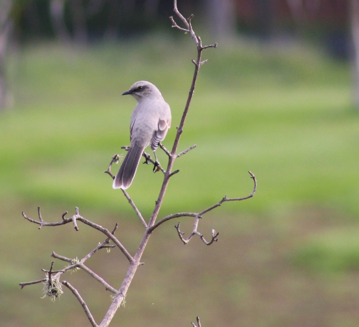 Tropical Mockingbird - ML641075857