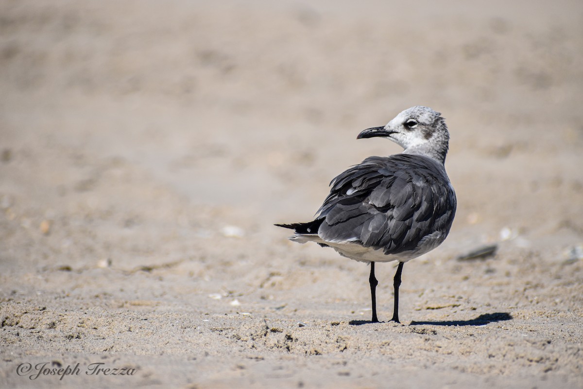 Laughing Gull - ML641075868
