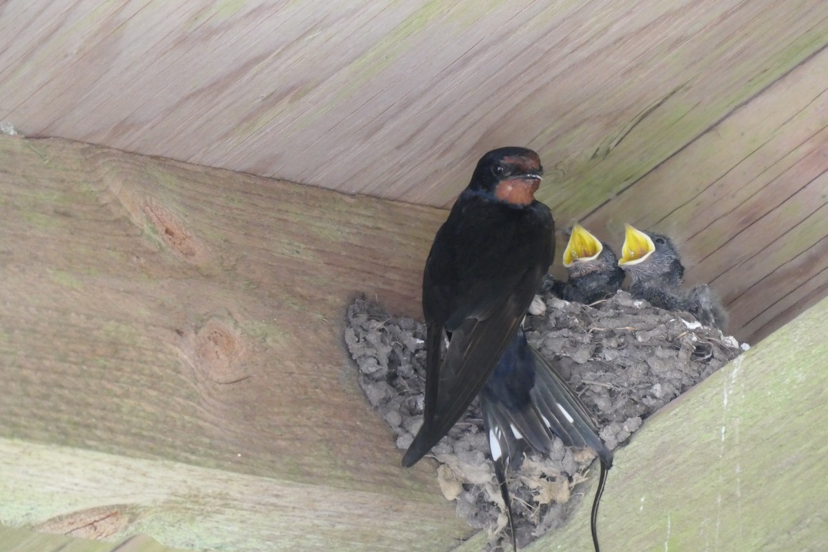 Barn Swallow - ML641075869