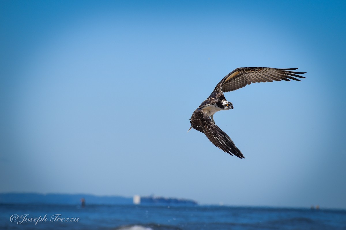 Osprey (American) - ML641075877