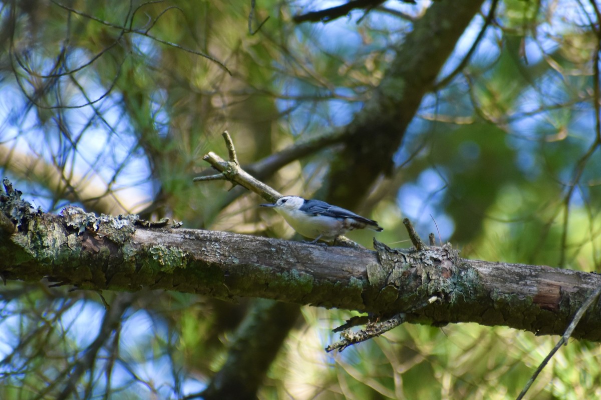 White-breasted Nuthatch - ML641075886