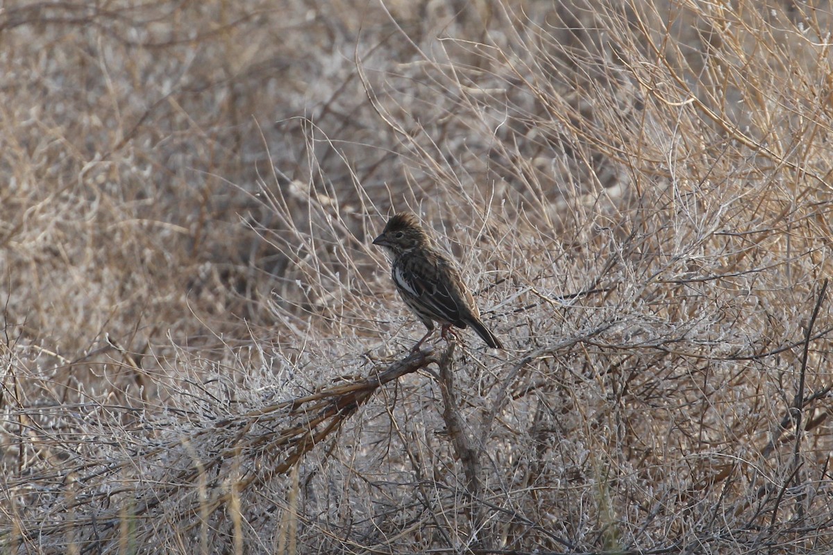 Lark Bunting - ML641075890