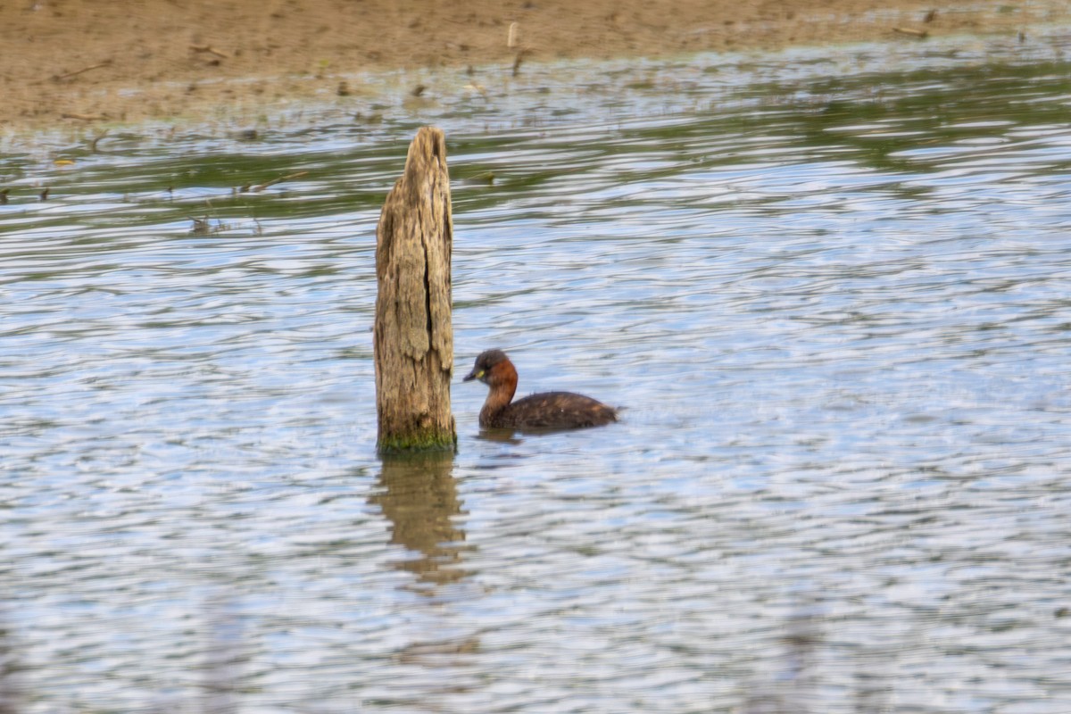 Little Grebe - ML641075903