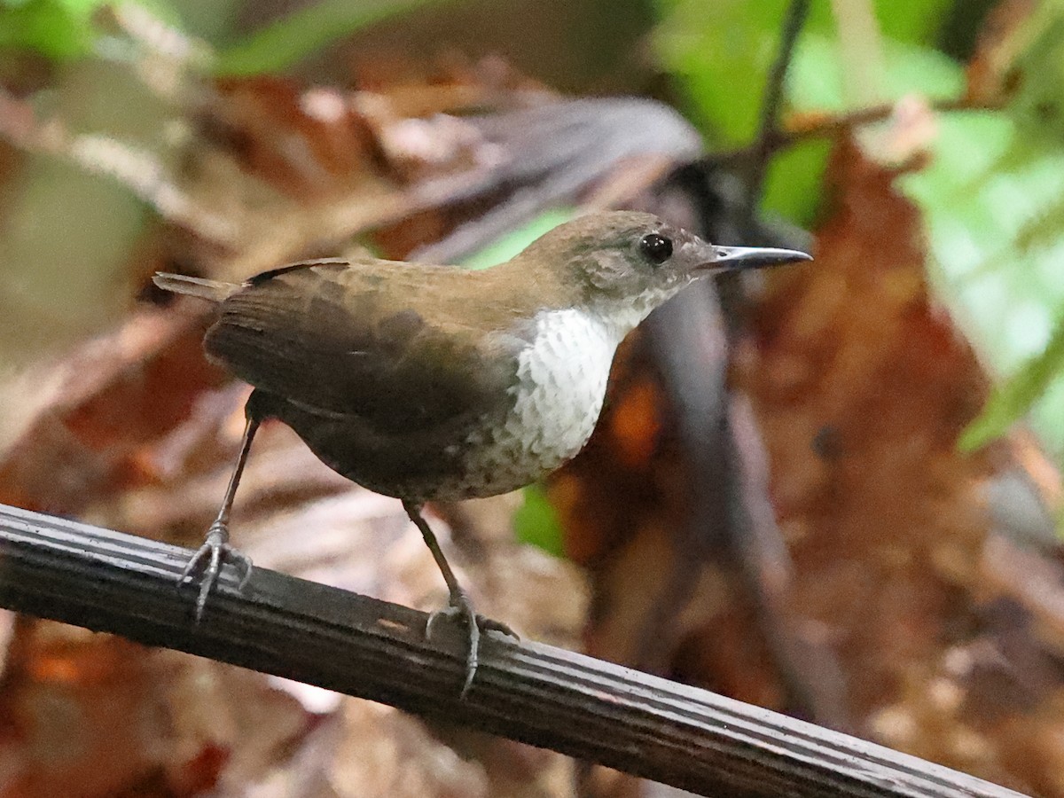 Scaly-breasted Wren - ML641075911