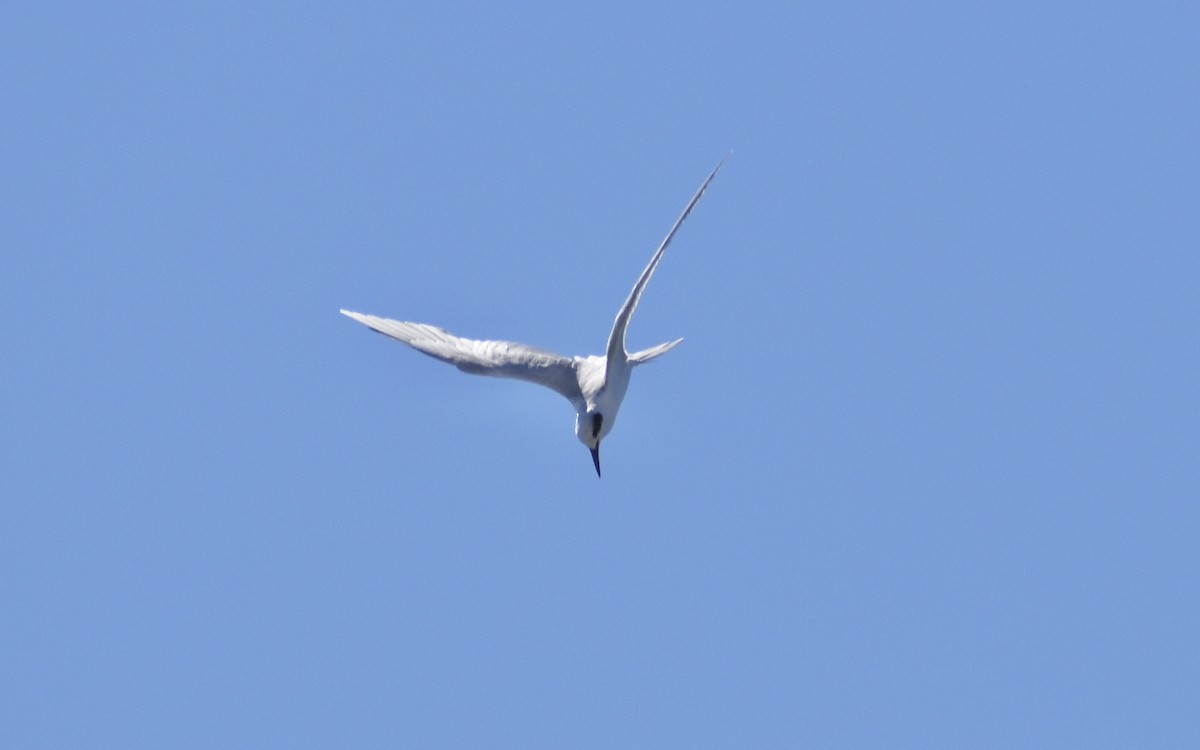 Forster's Tern - ML641075930