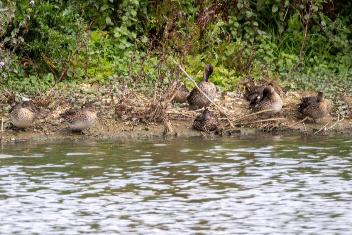 Green-winged Teal - ML641075959