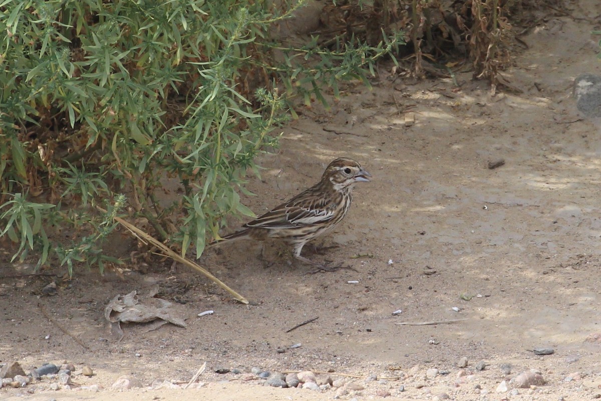 Lark Bunting - ML641075961