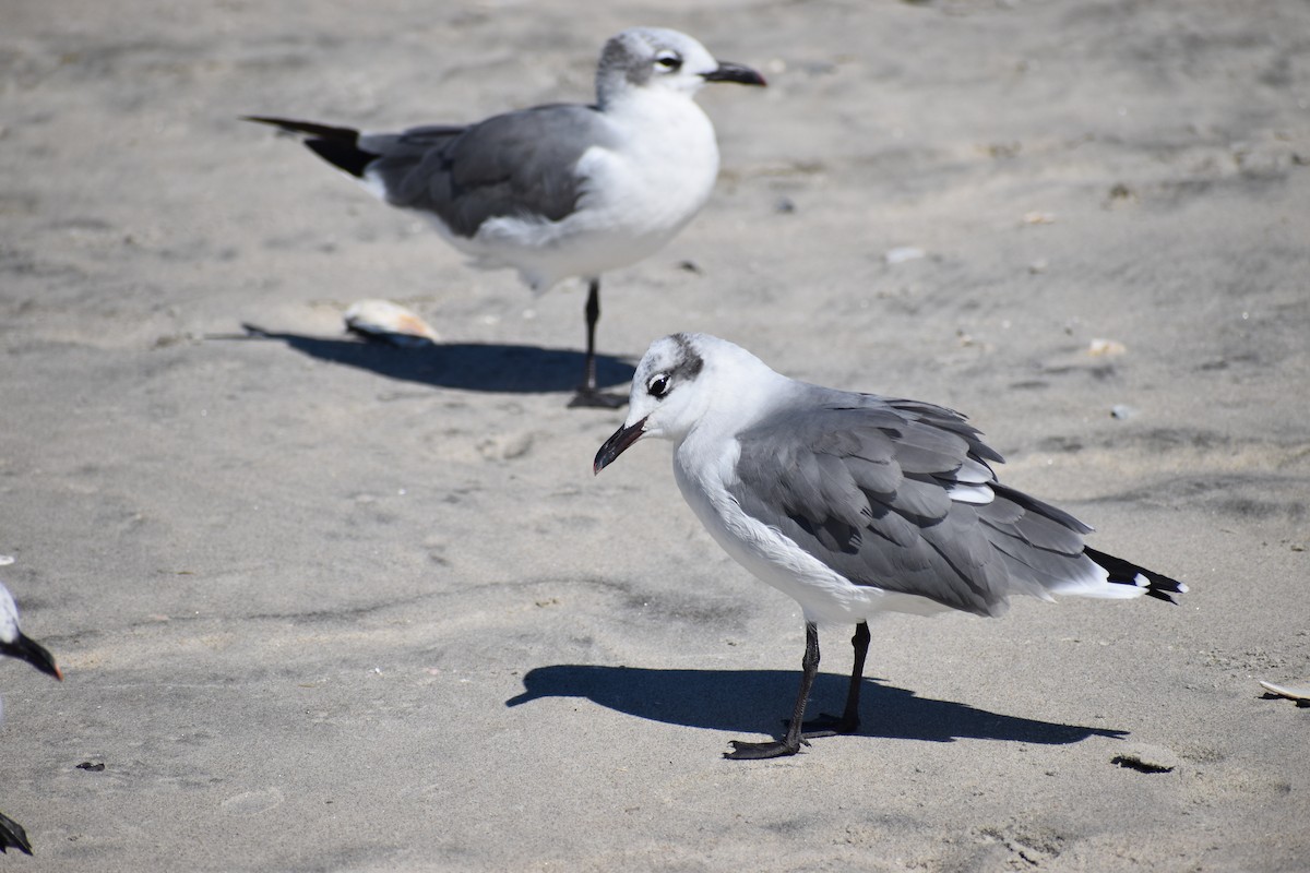 Laughing Gull - ML641075980