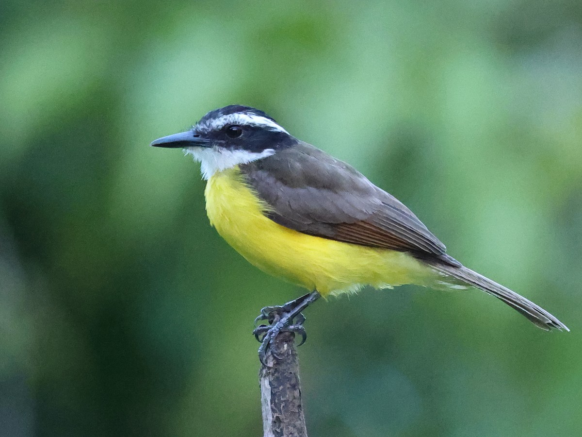 Lesser Kiskadee - ML641075986