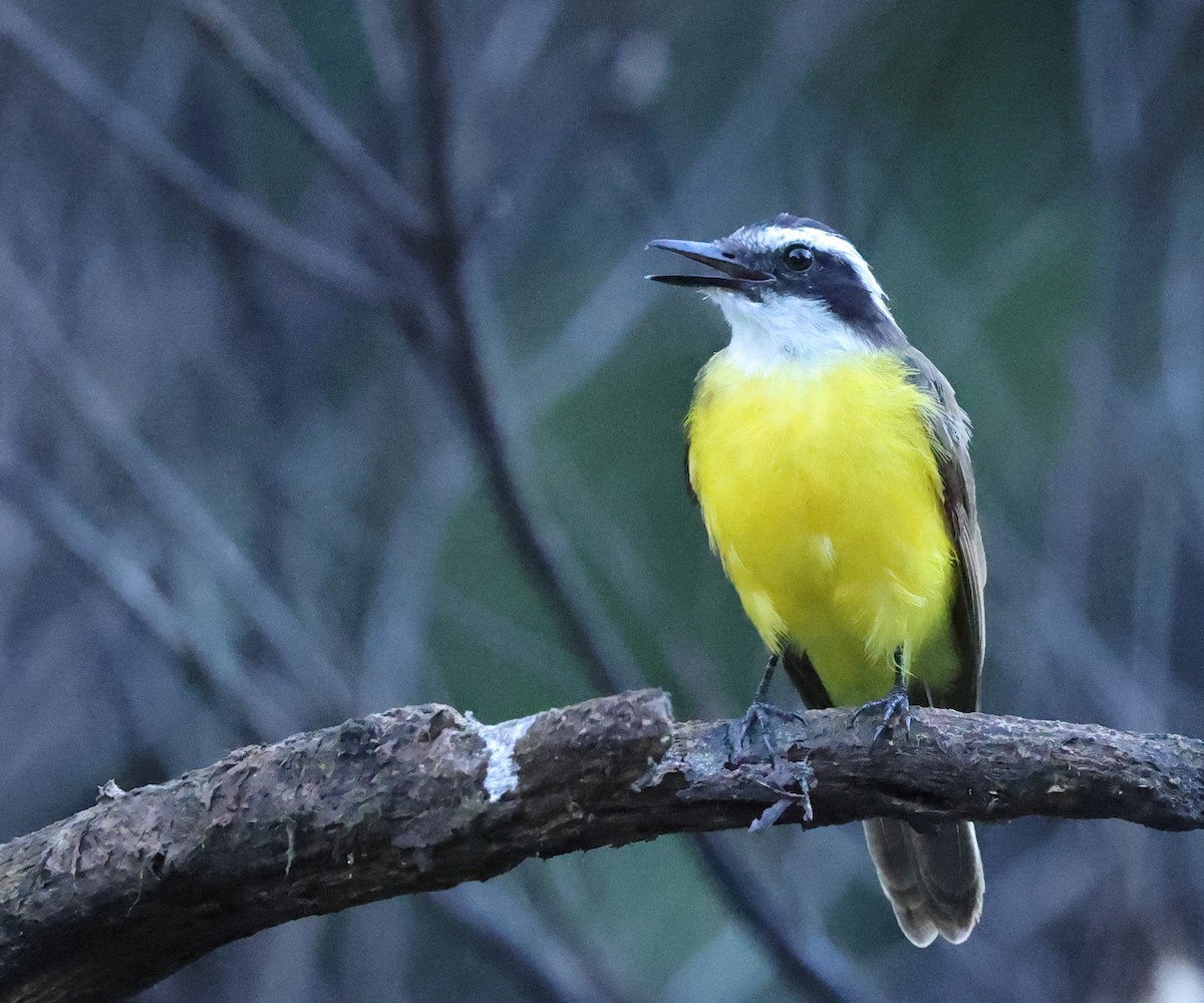 Lesser Kiskadee - ML641075989