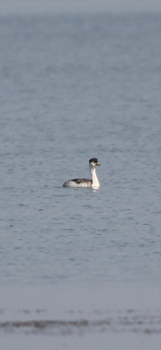 Clark's Grebe - ML641075990