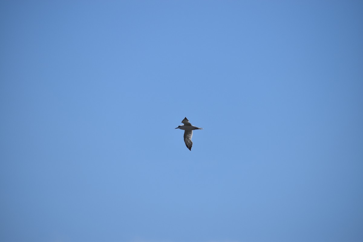 Forster's Tern - ML641076000