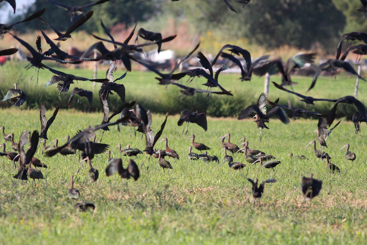 White-faced Ibis - ML641076005