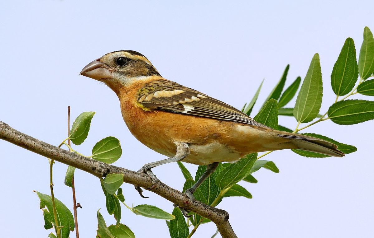 Black-headed Grosbeak - ML641076010