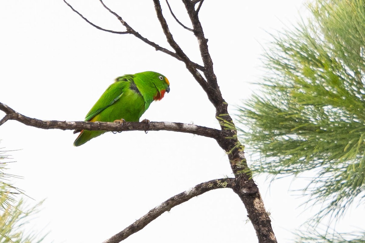 Papuan Hanging-Parrot - ML641076026