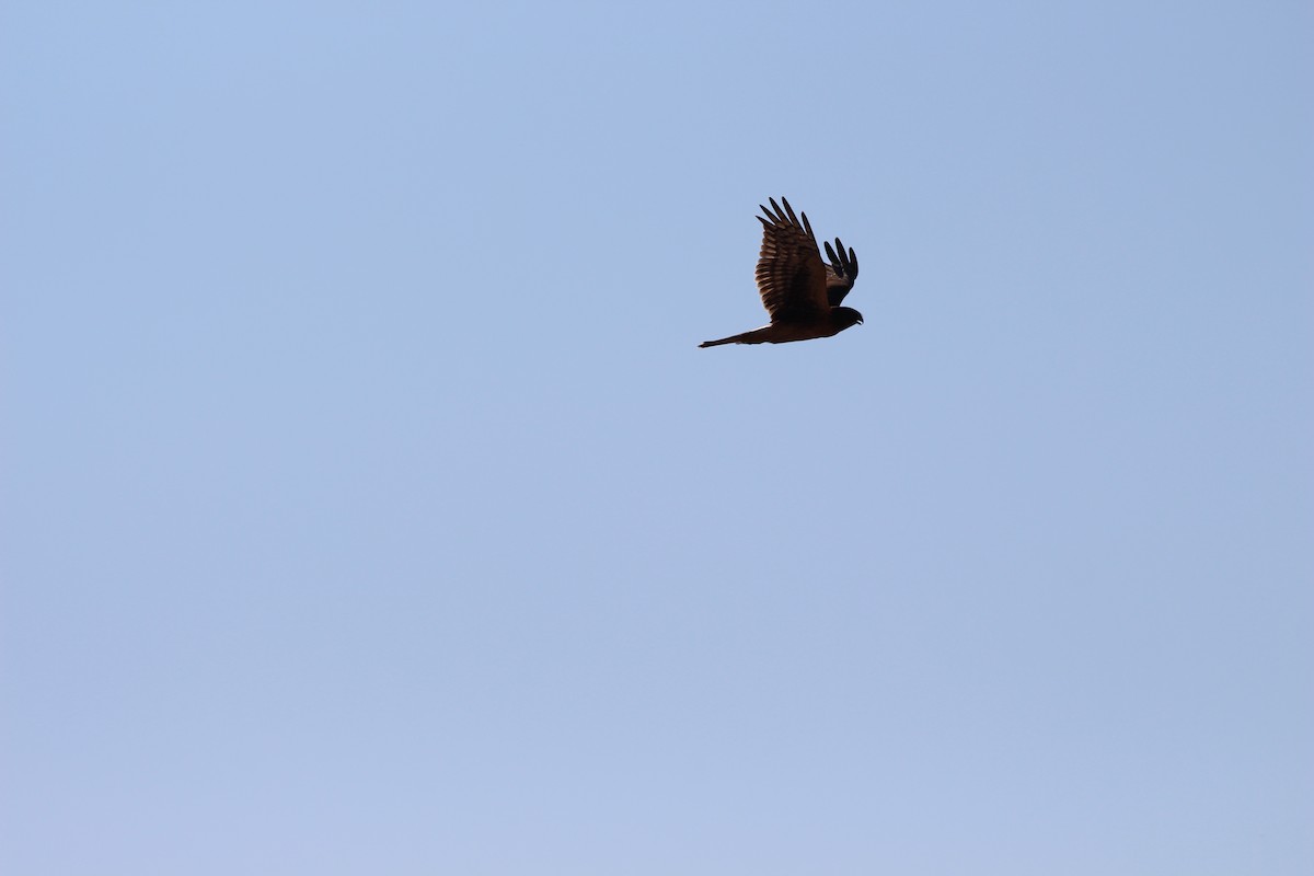 Northern Harrier - ML641076027