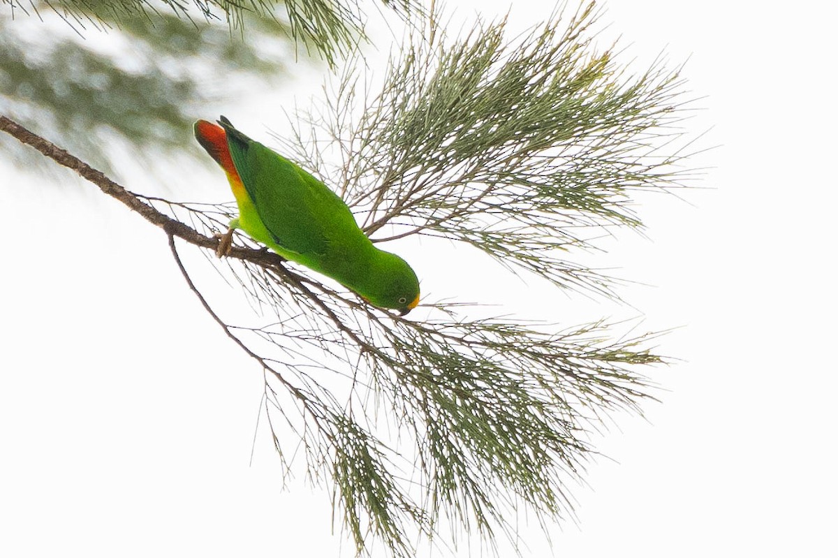 Papuan Hanging-Parrot - ML641076035