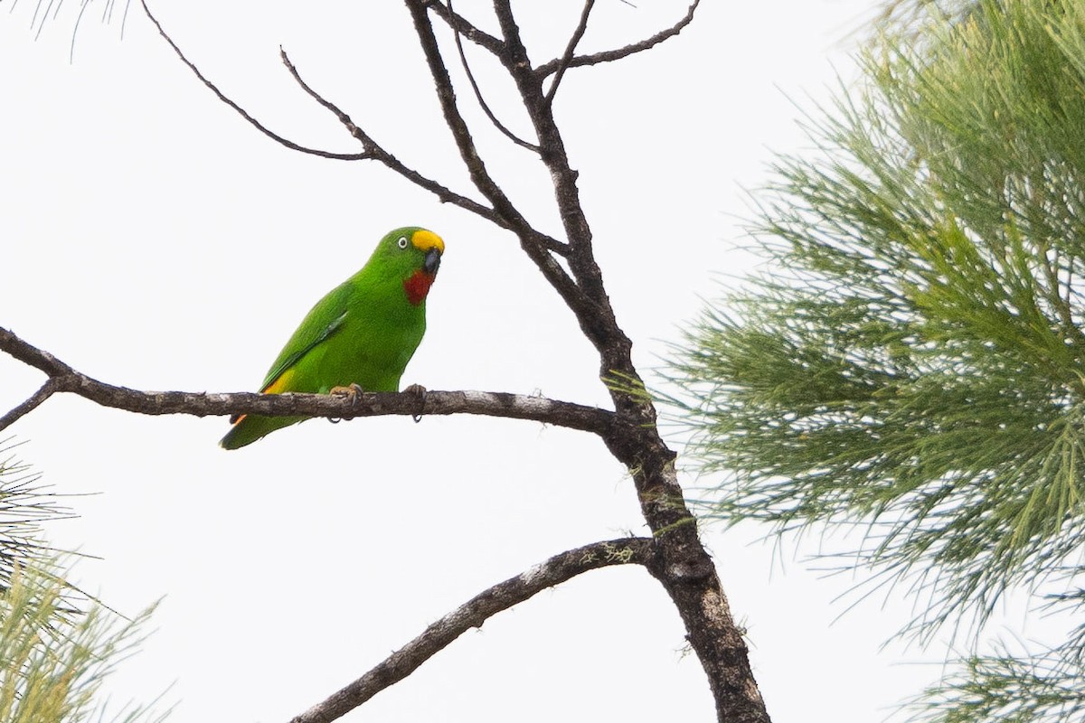Papuan Hanging-Parrot - ML641076036