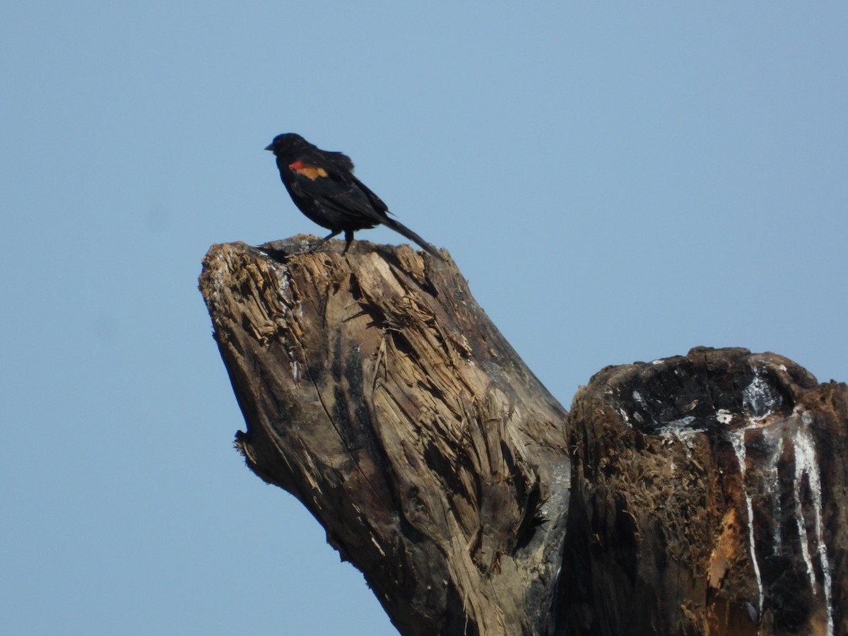 Red-winged Blackbird - ML641076070