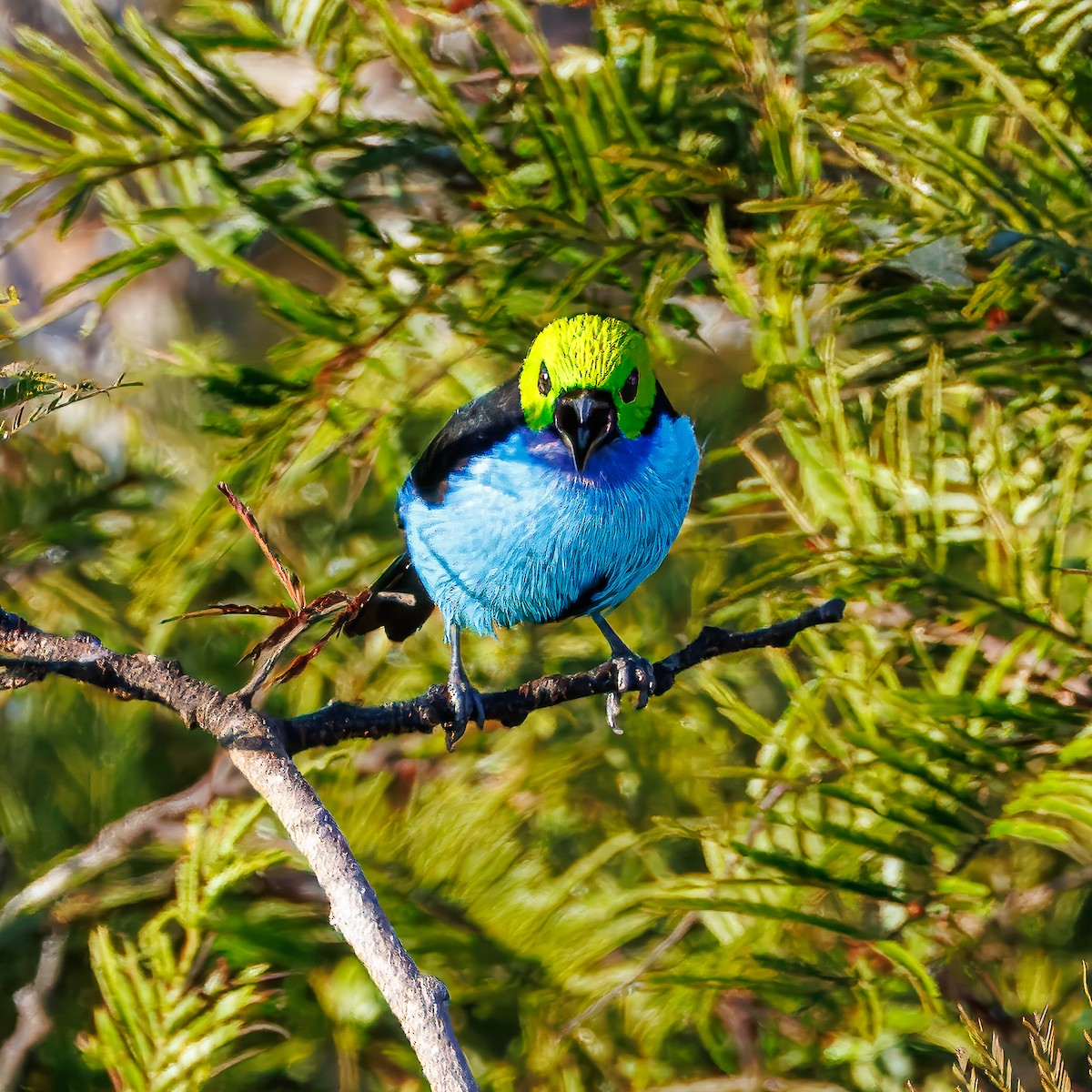 Paradise Tanager - ML641076072