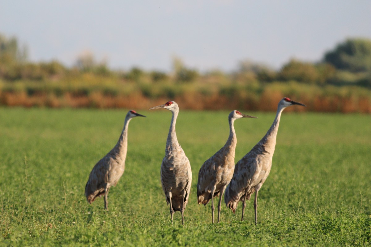 Sandhill Crane - ML641076079