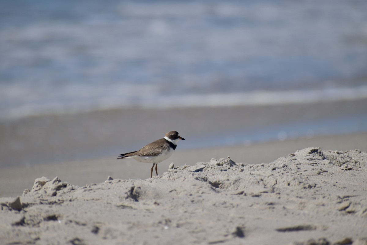 Semipalmated Plover - ML641076082
