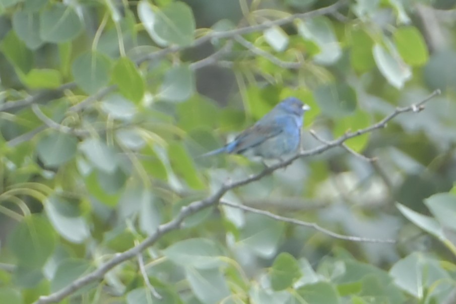 Indigo Bunting - ML641076094