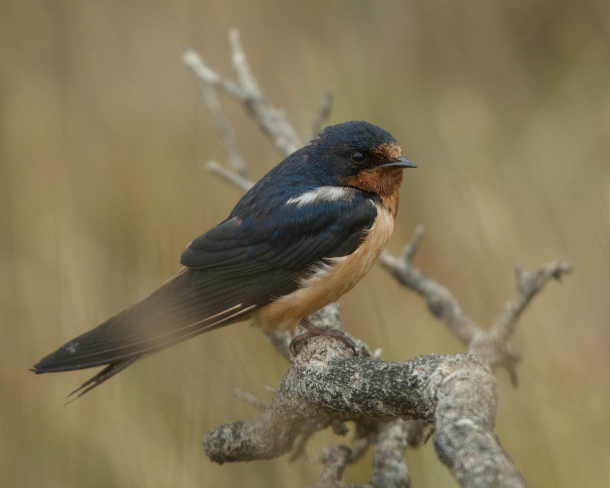 Barn Swallow - ML641076104