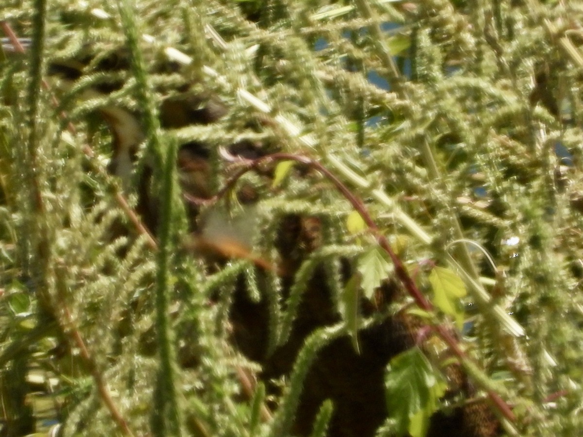 American Bittern - ML641076118
