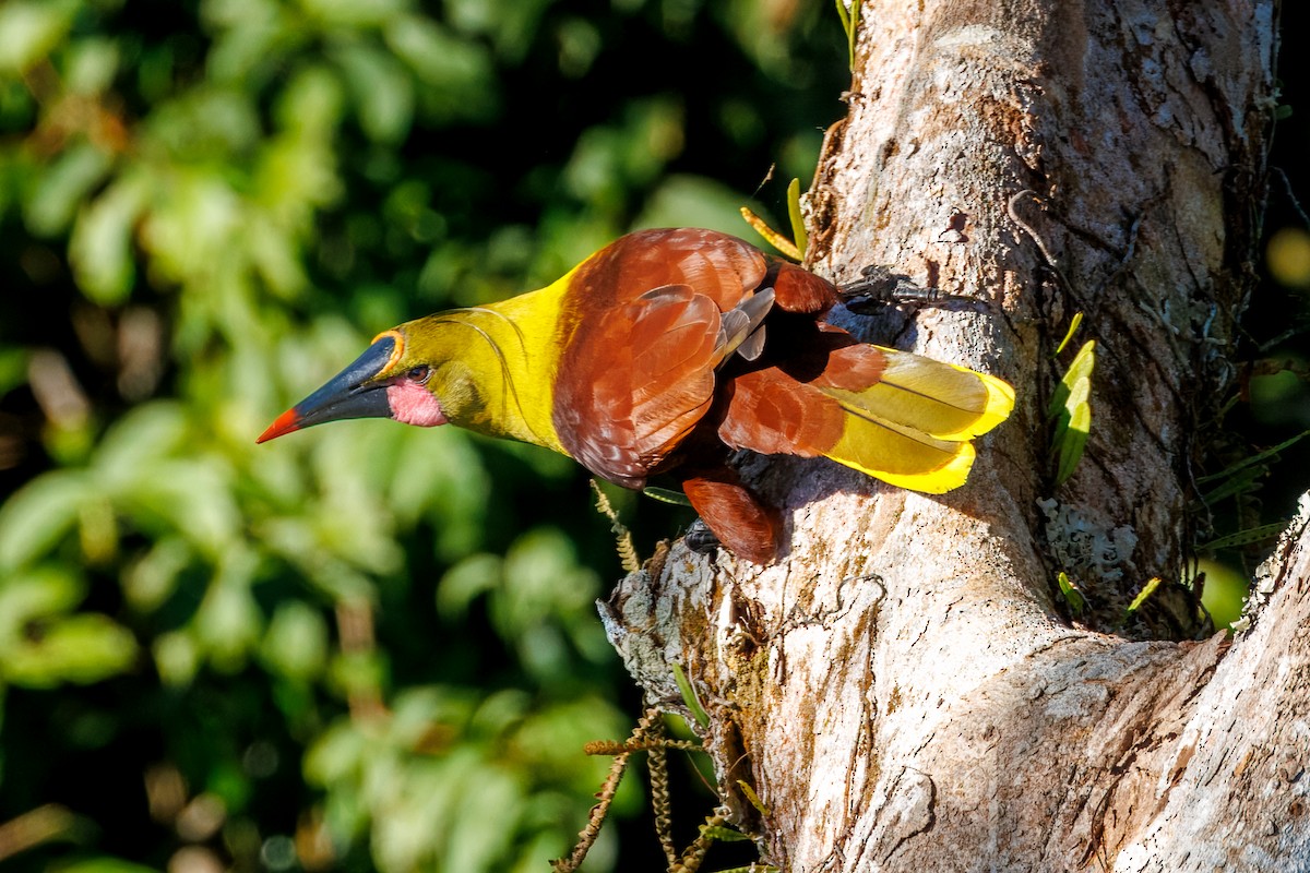 Olive Oropendola - ML641076120