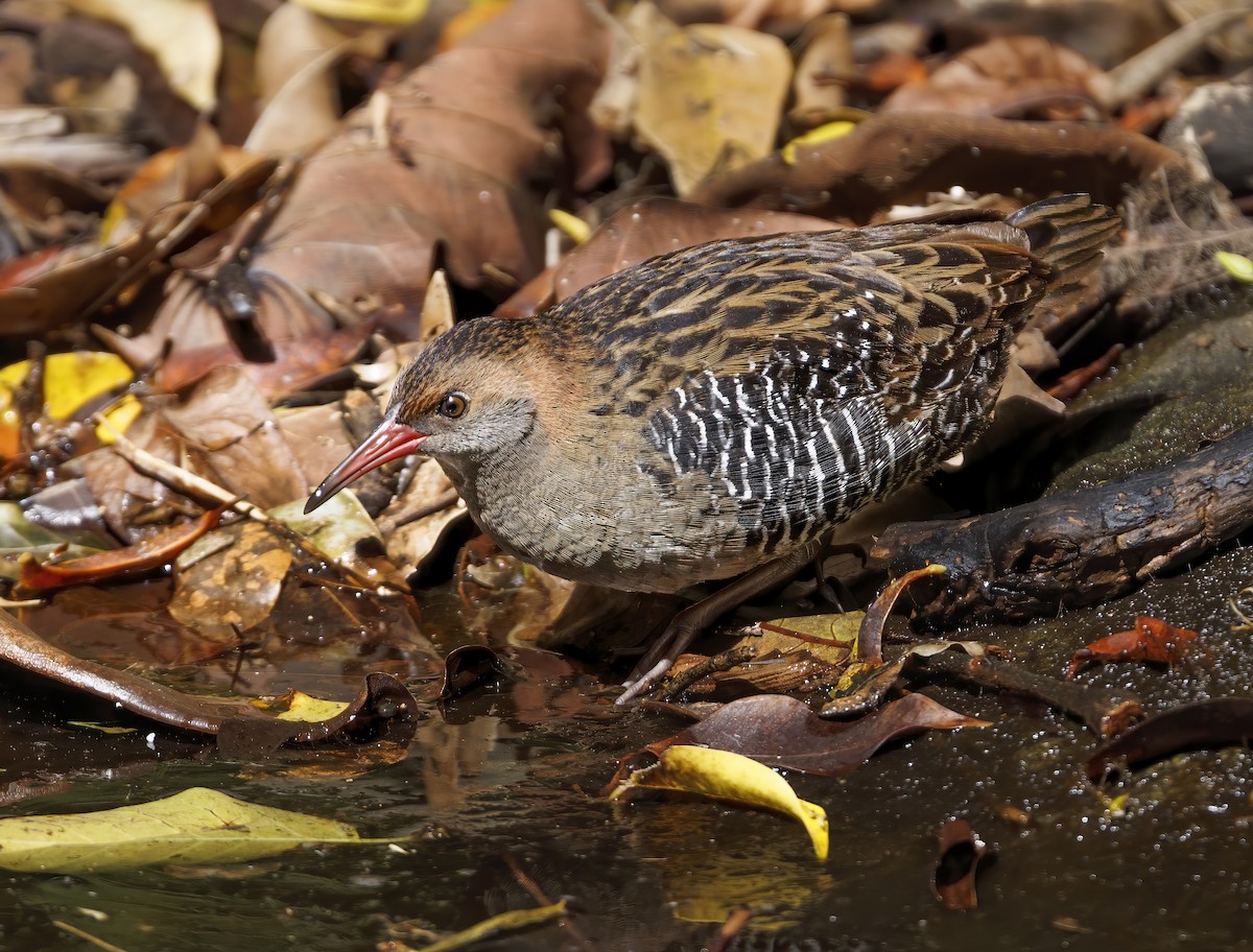 Lewin's Rail - ML641076134