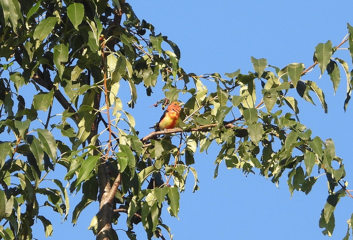 Scarlet Tanager - ML641076142